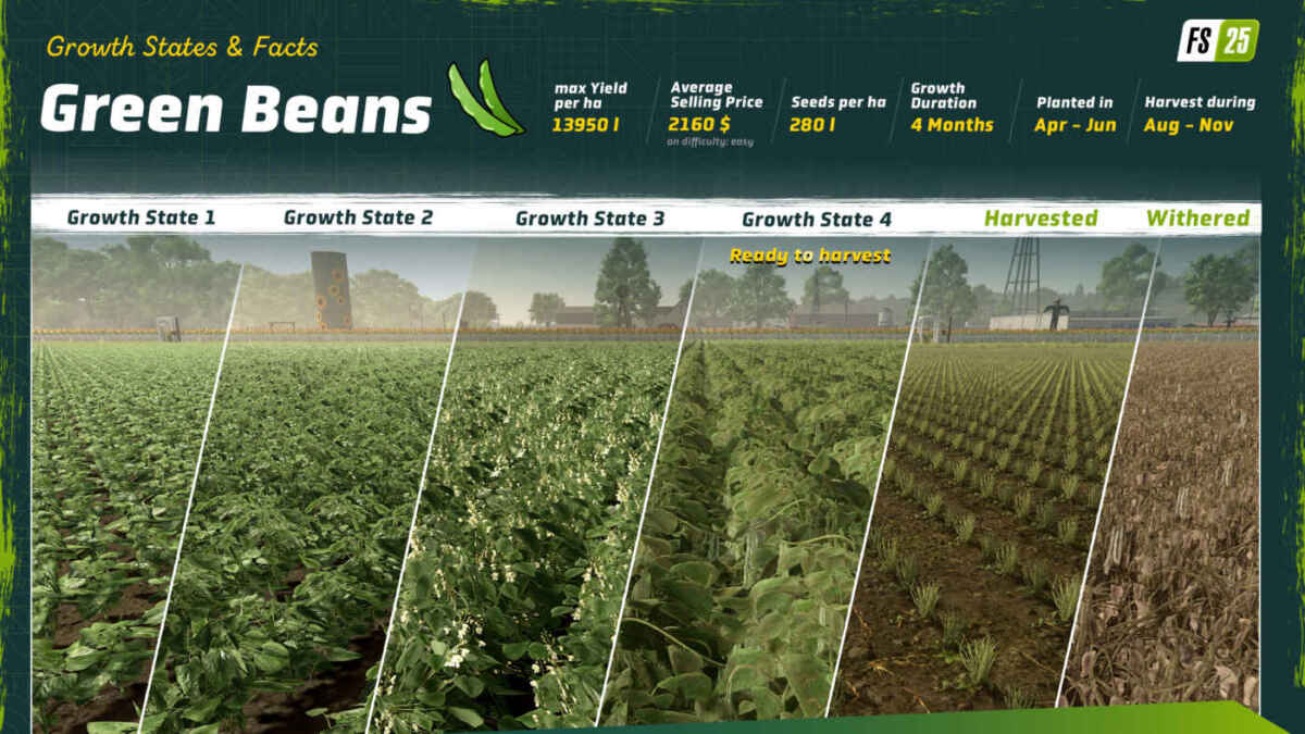 658781216 fs25 greenbeans growthstates en