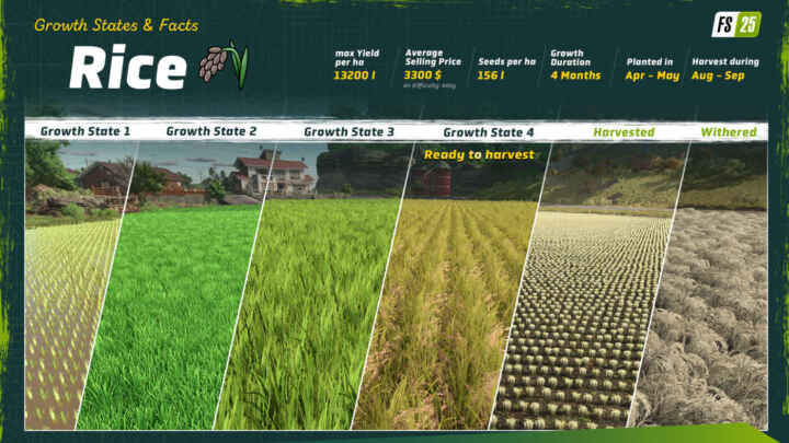 664913559 fs25 rice growthstates en