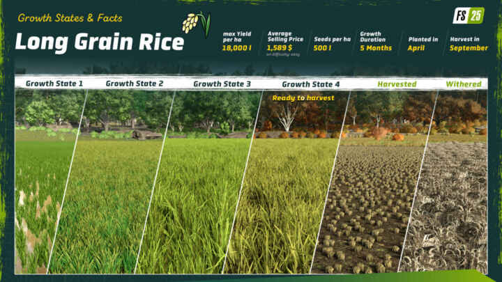 664913643 fs25 longgrainrice growthstates en