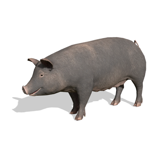 store pigBerkshire